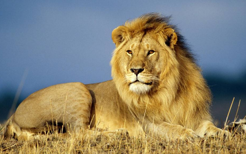 威武霸气的森林之王狮子,连躺着都这么霸气
