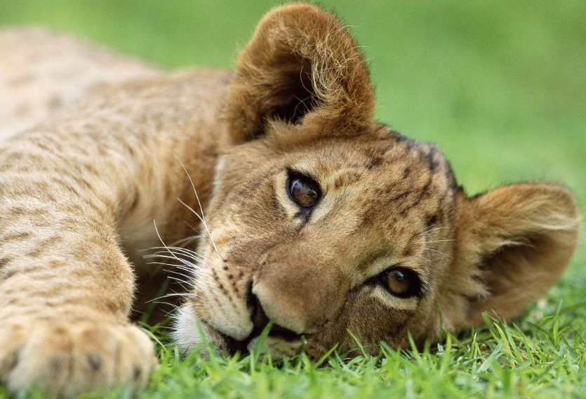 超级可爱又爱撒娇的小狮子,女生们怎么会错过呢