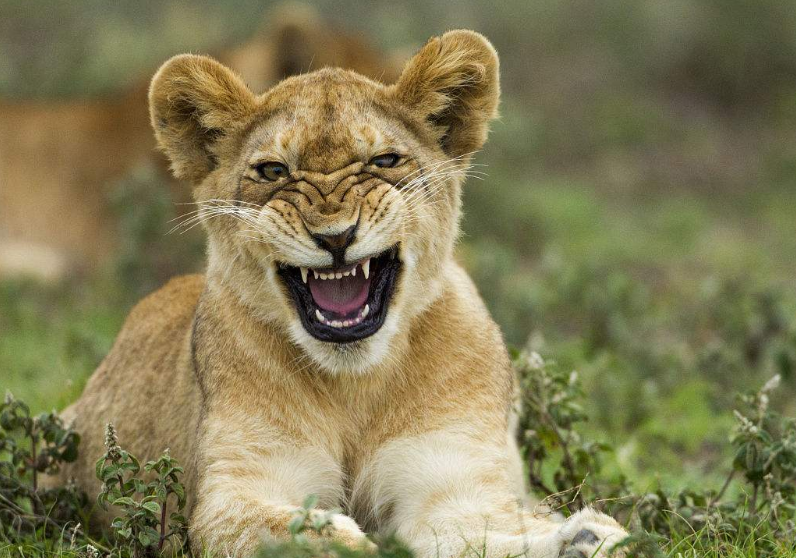 超级可爱又爱撒娇的小狮子,女生们怎么会错过呢