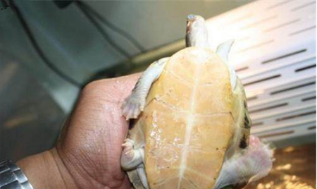 史密斯棱背龟品种简介