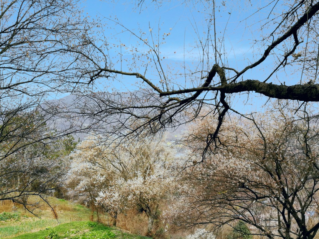 绵阳江油平通山上赏梅花