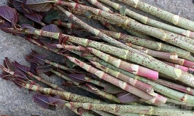 小时候常吃的这种"酸杆",你还记得吗?如今可是想吃都很难了