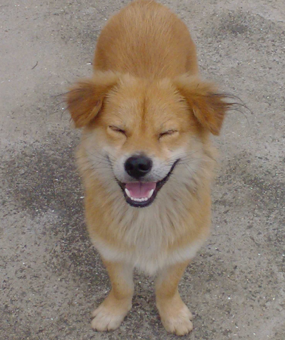 性格温顺的中华田园犬,你最喜欢第几张照片呢?