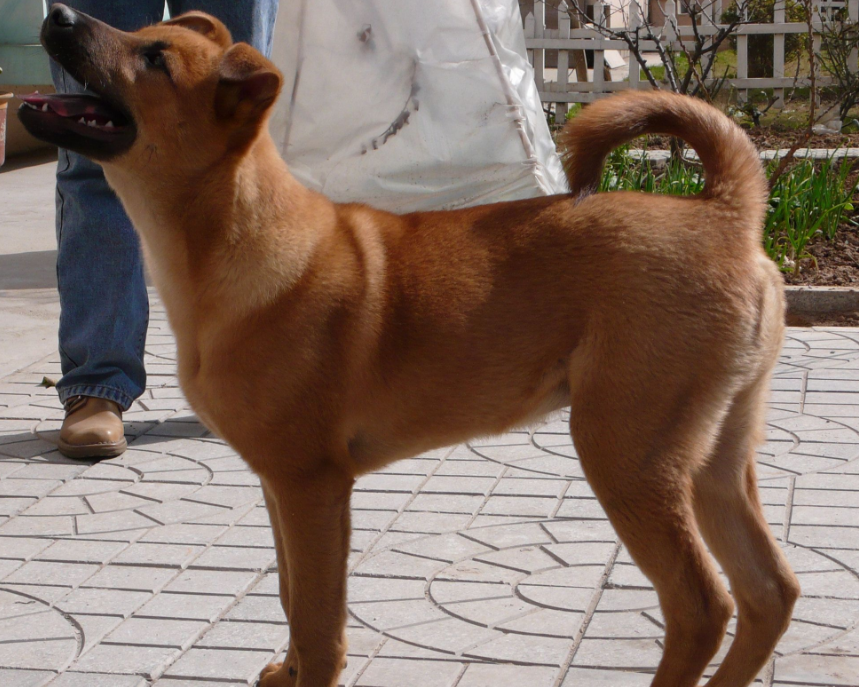 性格温顺的中华田园犬,你最喜欢第几张照片呢?