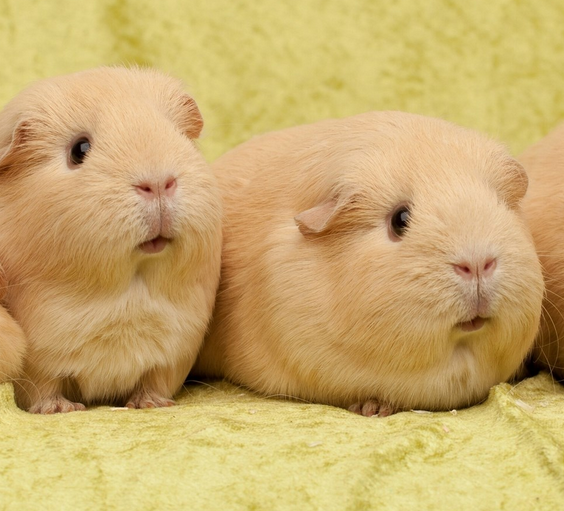 虚拟爱情:一场游戏一场梦