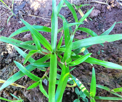 农村山上的"裸花水竹叶",能够止咳止血,你认识吗?