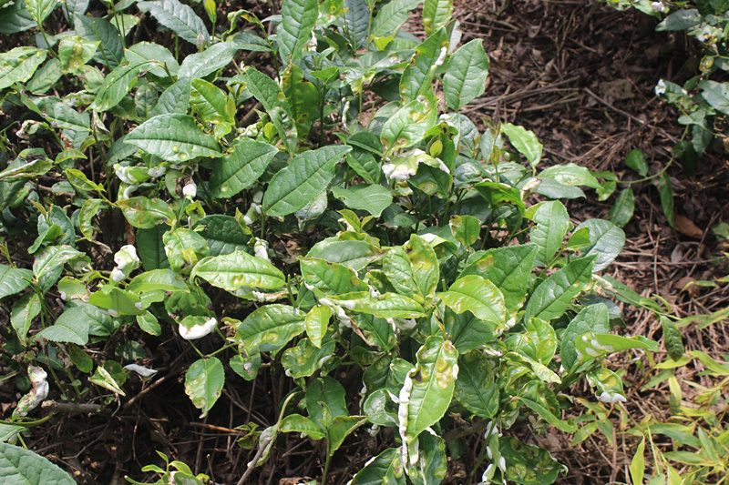 茶叶茶饼病的症状 茶叶茶饼病的防治方法