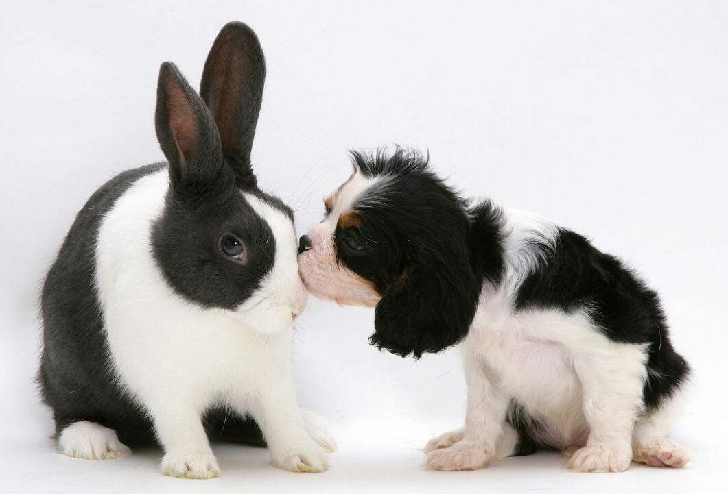 超级萌萌哒的荷兰兔,你觉得可爱?