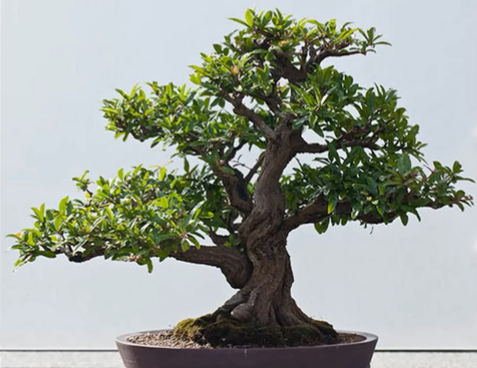 精品老桩石榴盆景欣赏,红红火火,多子多孙