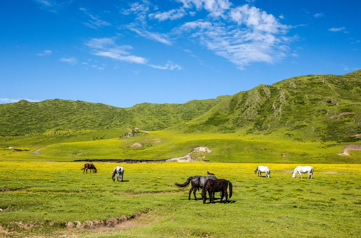 这里水草丰茂,风景恬美,带你回归自然,领略藏族牧民的民俗风情