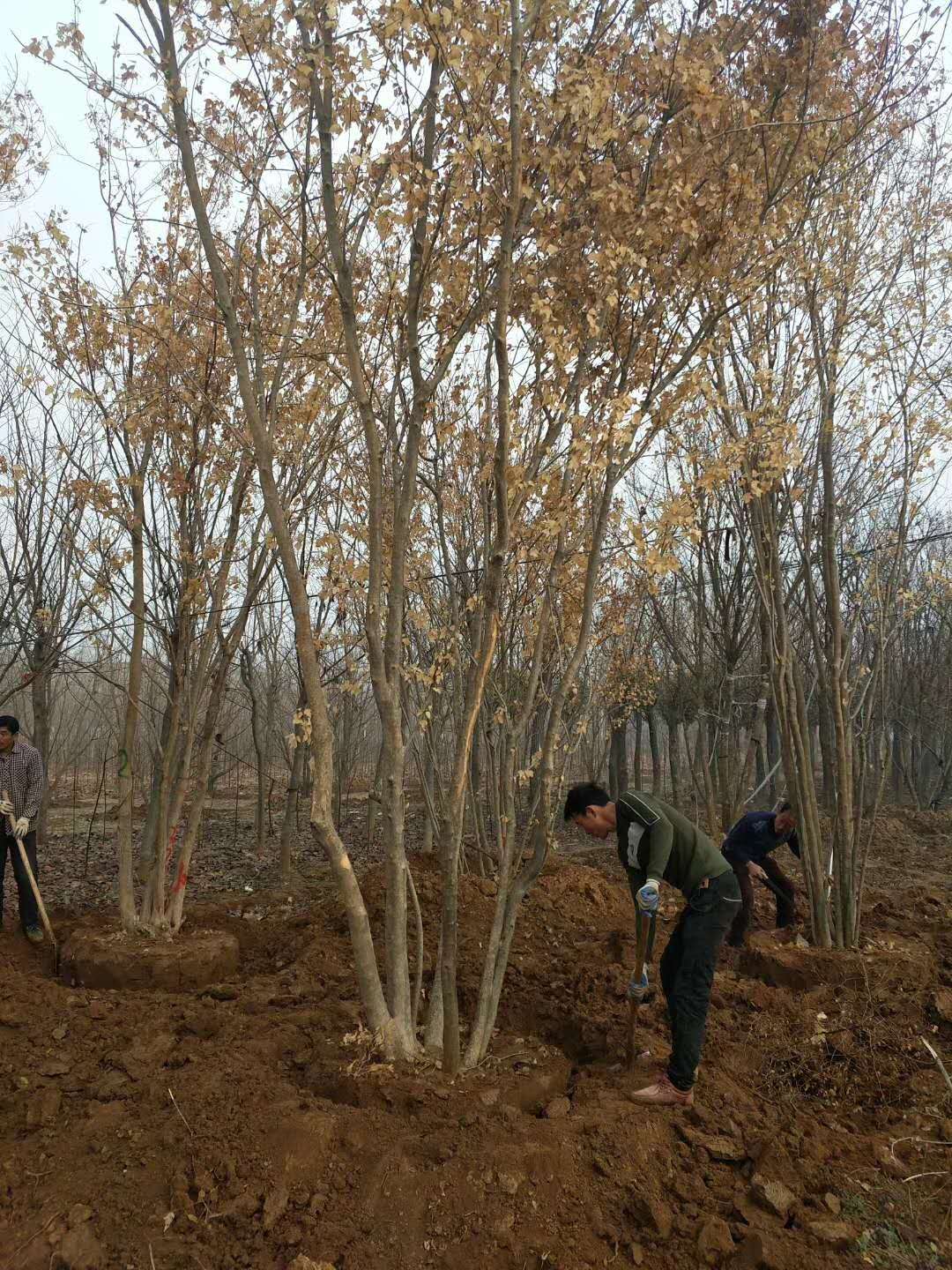 自媒体苗木讲解-今天给大家说的是丛生三角枫