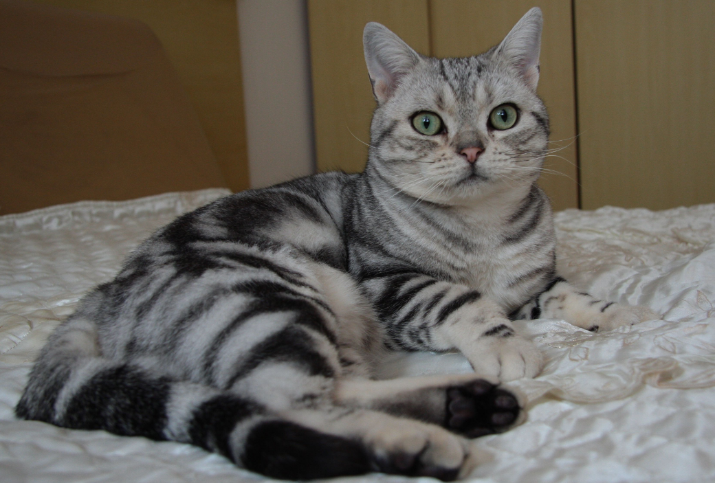 美国短毛猫,真的超萌超可爱,你喜欢吗?