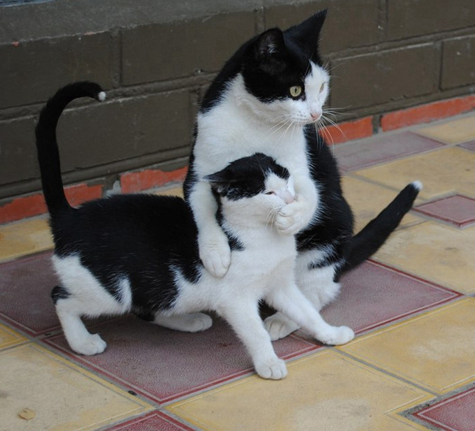 猫咪父子的那些"神同步"瞬间:这一看就是亲生的!