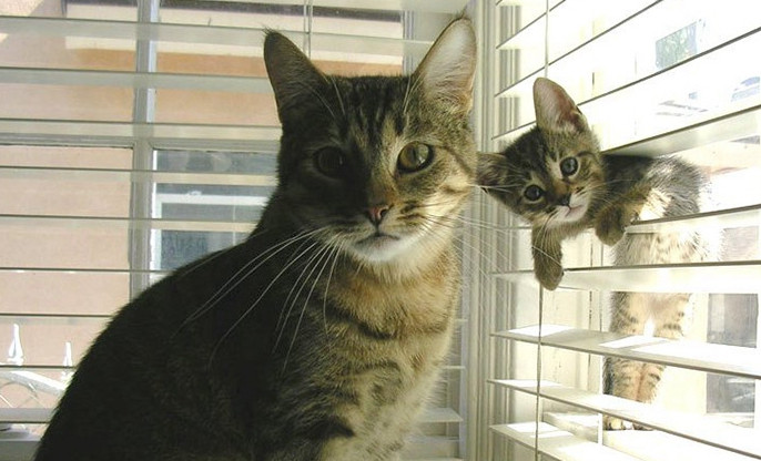 猫咪父子的那些"神同步"瞬间:这一看就是亲生的!