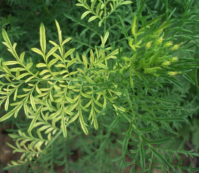 在鲁西南,田间有种野菜叫米米蒿,也有人叫它抱娘蒿,独根独苗生长于