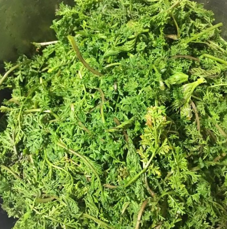 在鲁西南,田间有种野菜叫米米蒿,也有人叫它抱娘蒿,独根独苗生长于