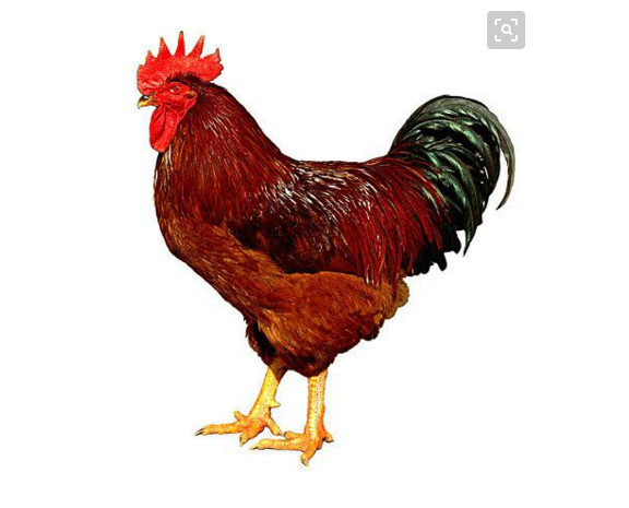 讲一讲鸡的外貌特征