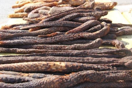 沙漠人参肉苁蓉的强大营养,肉苁蓉的食用方法你了解多少?