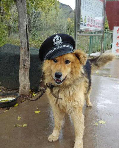“狗狗警察”表情包图片