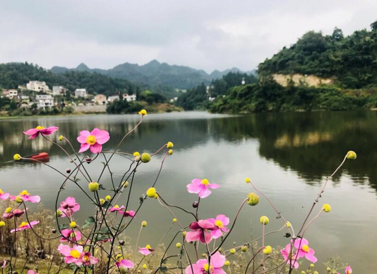 泸州双沙菜花图片