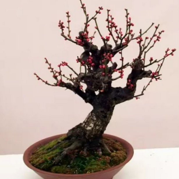 错落有致的红梅盆景造型图片,每一张都充满独特美