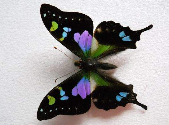 美到极致的紫玫瑰凤蝶,已经无法用语言形容