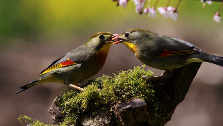 超级美丽的相思鸟,你喜欢第几张照片呢?