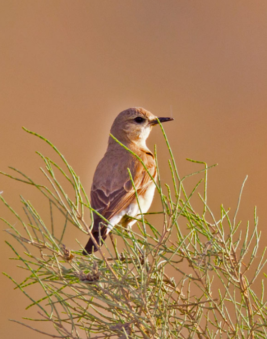 唱歌超级好听的百灵鸟,你喜欢吗?