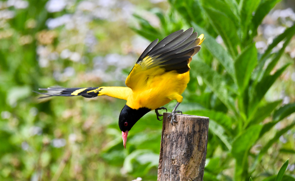 黄鹂鸟的照片图片