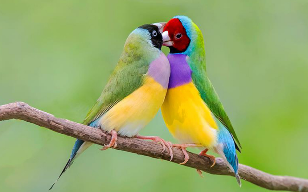 七彩文鸟,超级漂亮的鸟,你最喜欢第几张照片呢?