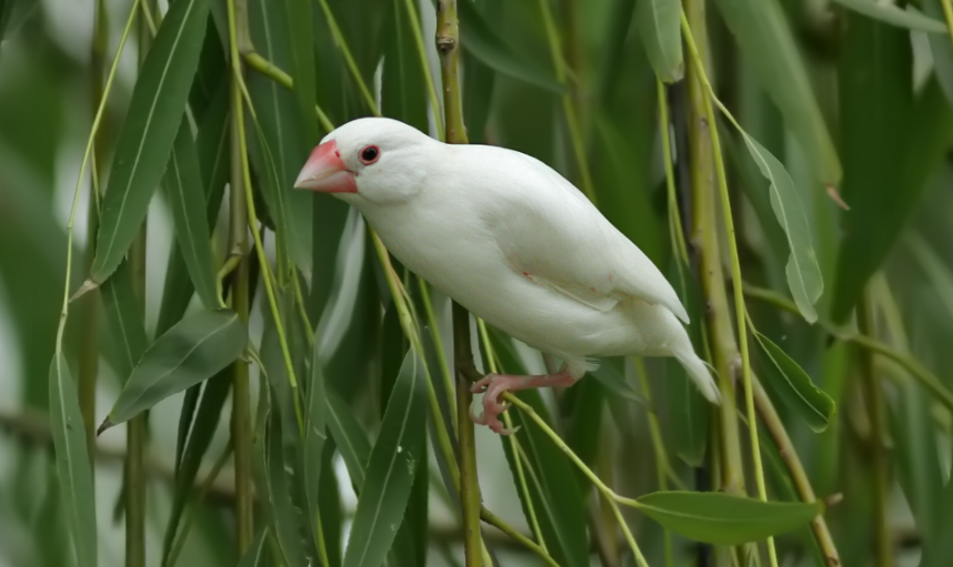 白文鸟的美照,你最喜欢第几张呢?