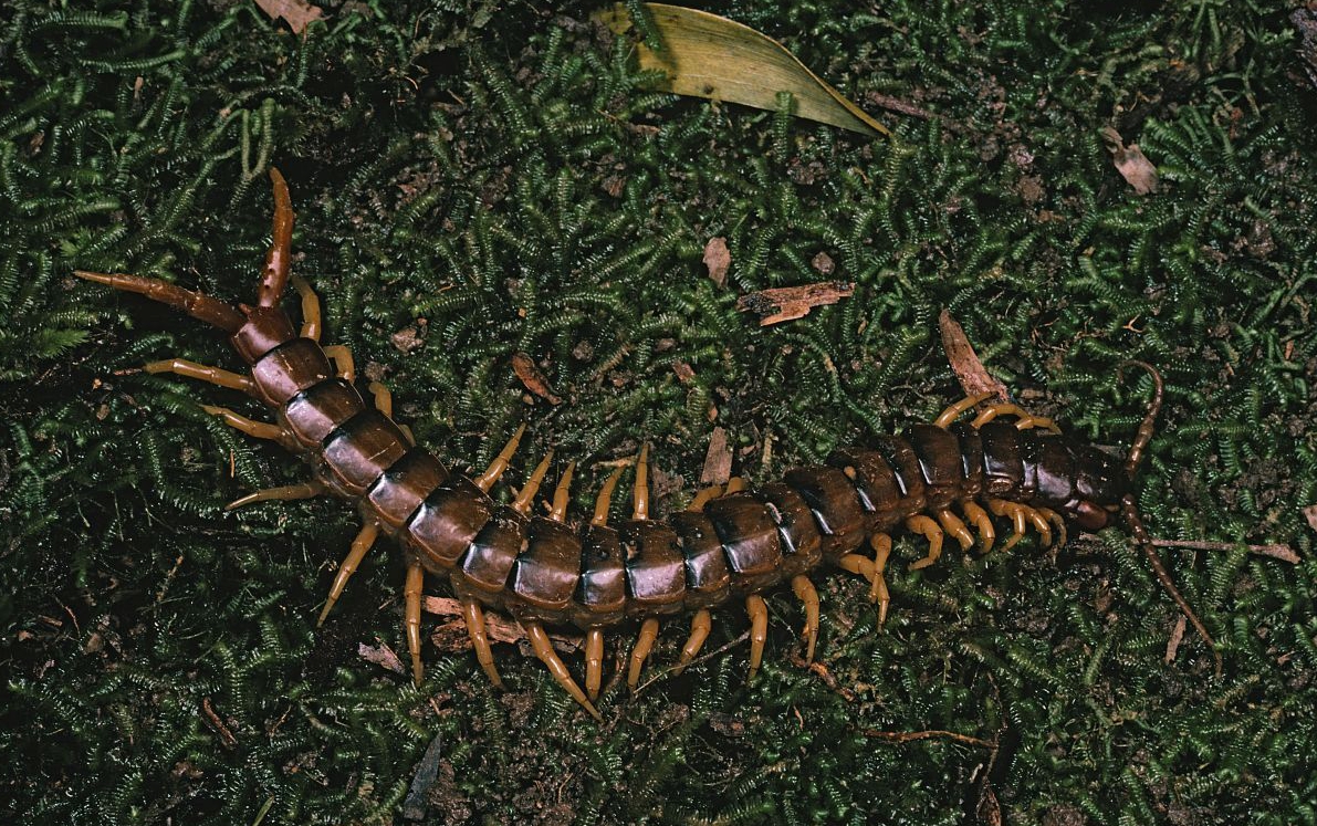 广州海滩发现巨型海蜈蚣,一条腿就有120斤重!最后一张不忍直视