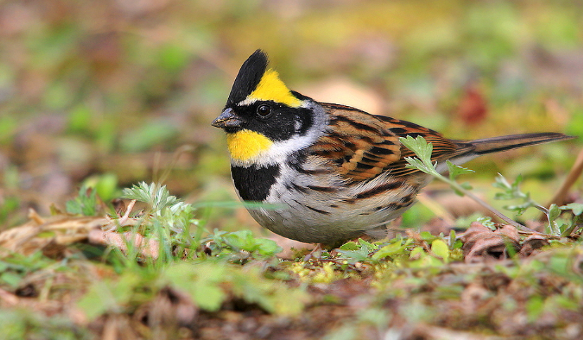 黄腾鸟的美照,你最喜欢第几张呢?