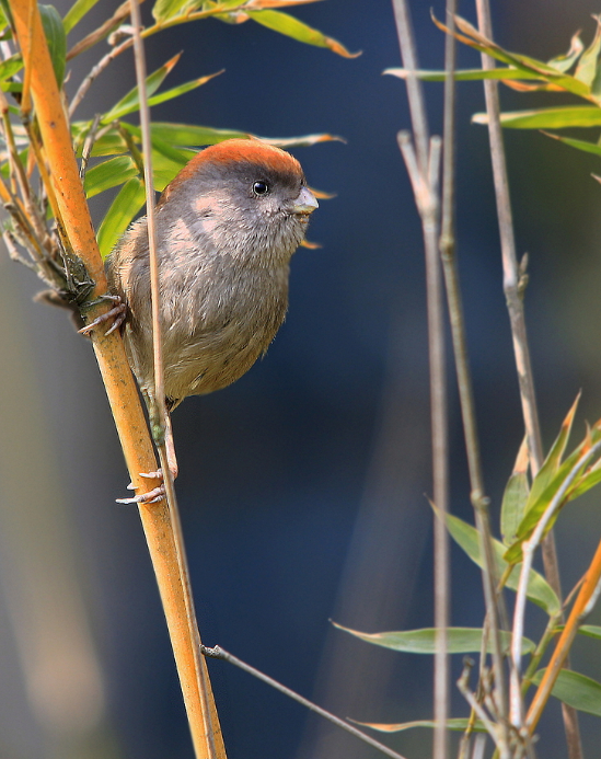 黄腾鸟的美照,你最喜欢第几张呢?
