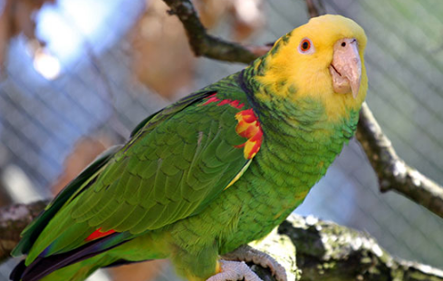 双黄头亚马逊鹦鹉的美照,你最喜欢哪一张呢?