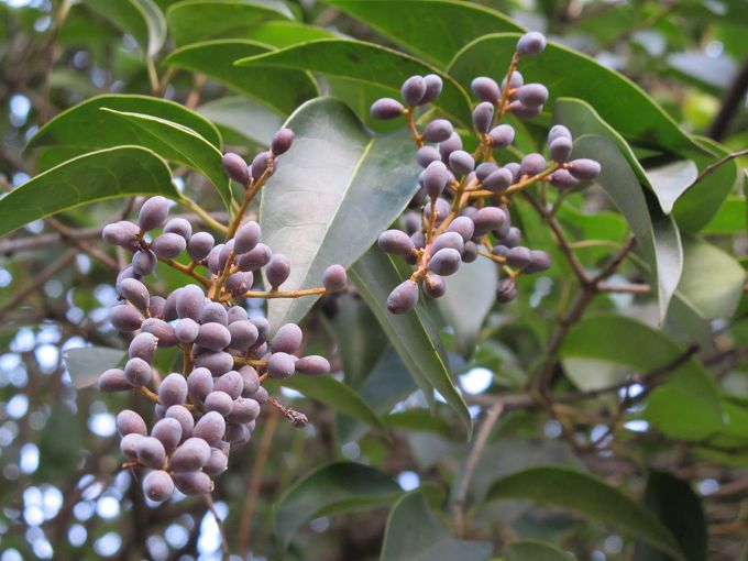 农村树上常见的一种野果,能滋阴补肾,如今一斤60成稀罕货