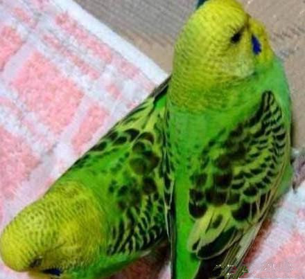 宠物专题|彩虹种虎皮鹦鹉的培育方法