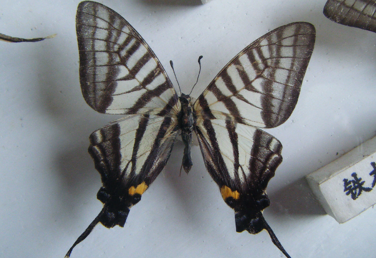 美到无法用语言形容的剑凤蝶,快来看看你见过吗