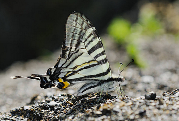 美到无法用语言形容的剑凤蝶,快来看看你见过吗