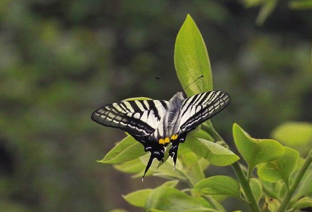 美到无法用语言形容的剑凤蝶,快来看看你见过吗