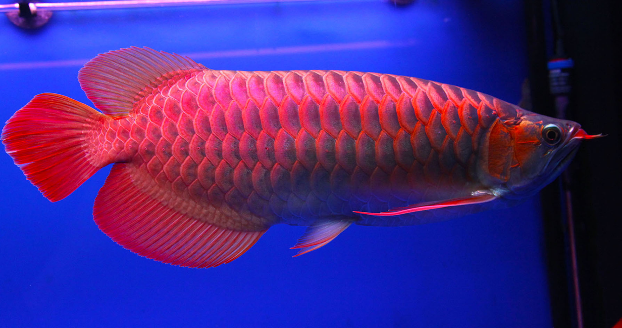 龙鱼的美照,你最喜欢第几张呢?