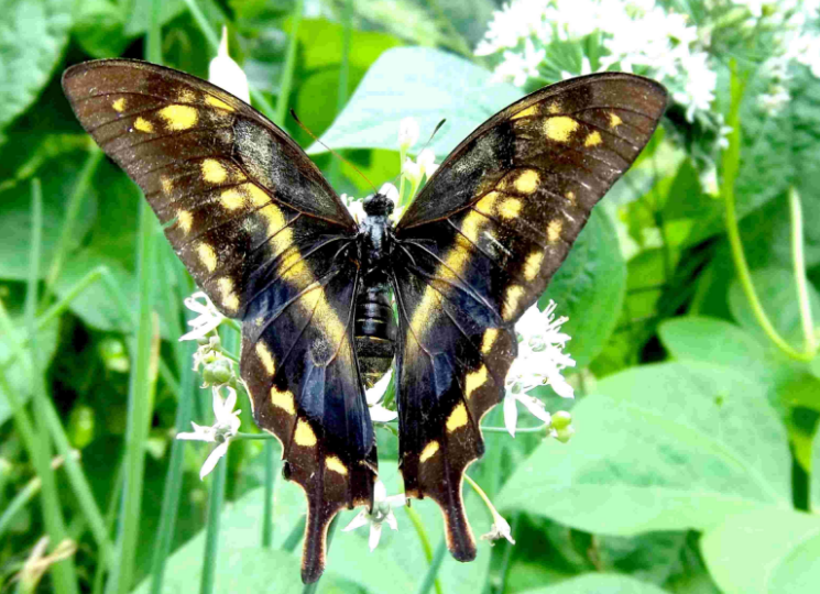 超级好看的褐钩凤蝶,它的翅膀是伪装的最好武器