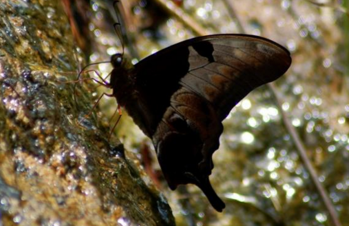 超级好看的褐钩凤蝶,它的翅膀是伪装的最好武器