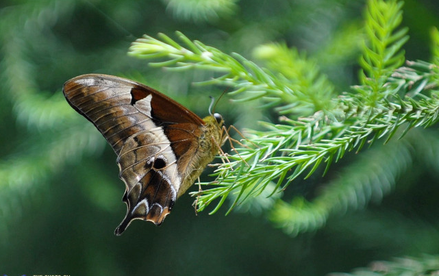 超级好看的褐钩凤蝶,它的翅膀是伪装的最好武器