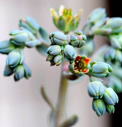 最不起眼的多肉宝石花,开花的时候真不错