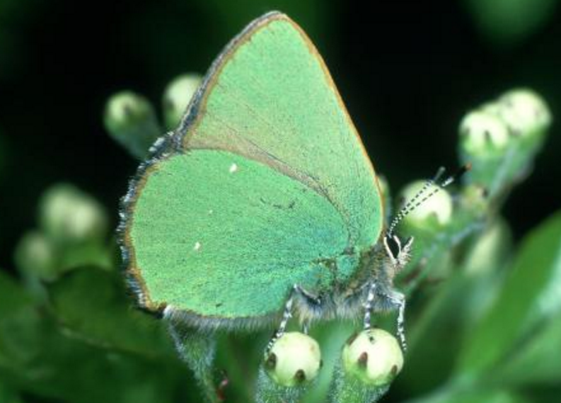 长尾绿小灰蝶图片