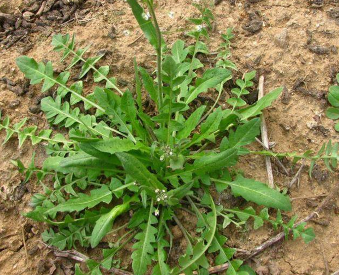 降血压有奇招,农村随处可见的天然中药,其实是高血压的克星!