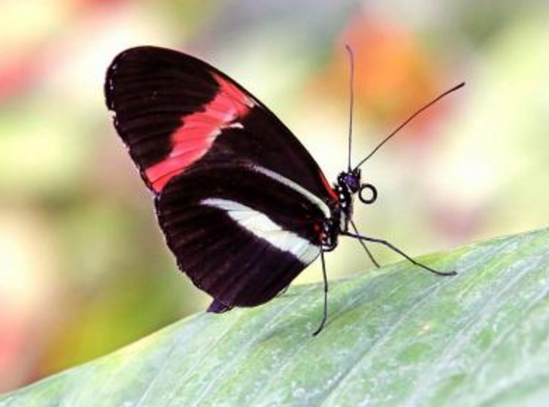 美到极致的红带袖蝶,快来看看你见过吗