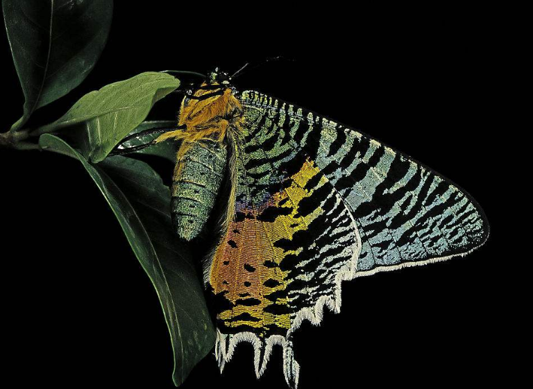 绚烂如日落的日落蛾,每一张都美到极致