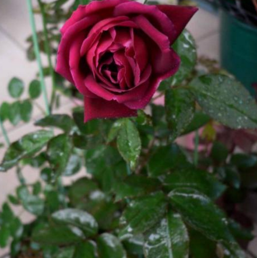 红到发紫的月季花,却有一个很刚正的名字叫林肯先生